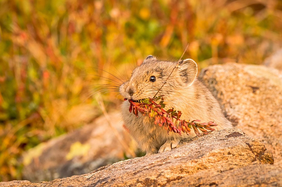 American pika Mt Evans